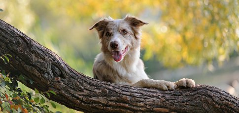 Hund-liegt-auf-Ast