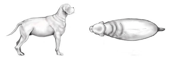 Schaubild-starkes-Übergewicht-beim-Hund