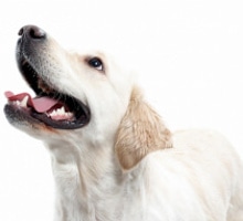 Hundesport