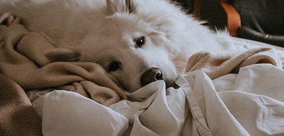 Hund in der Wohnung zu Silvester