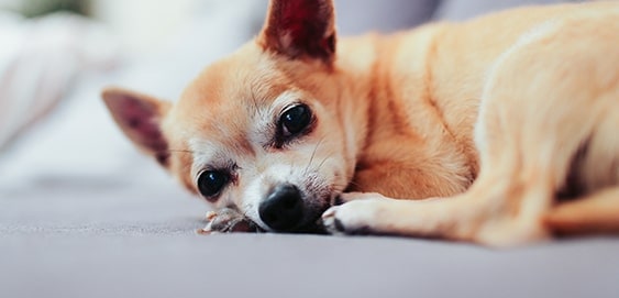 Alter Chihuahua