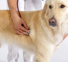 Hund bei Untersuchung