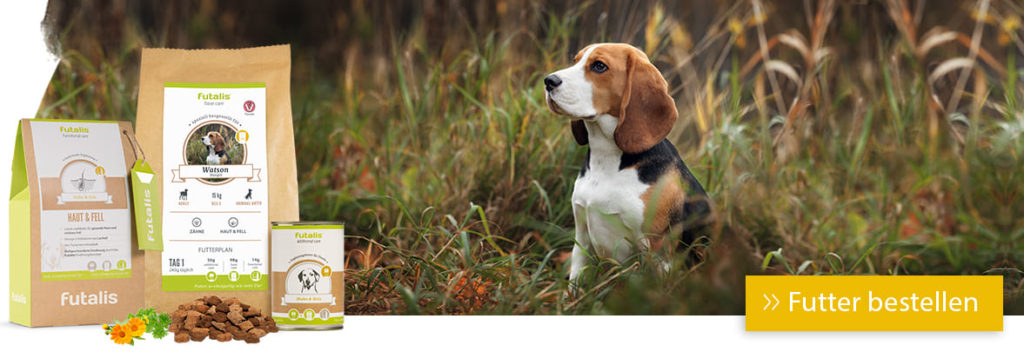 Beagle Futter individuell für Ihren Hund erstellen » futalis.de