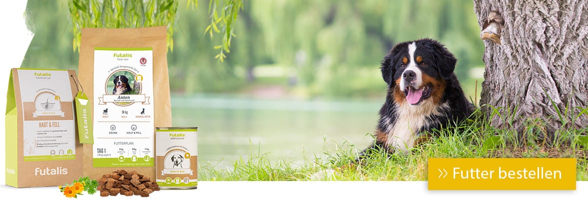 Berner Sennenhund Futter