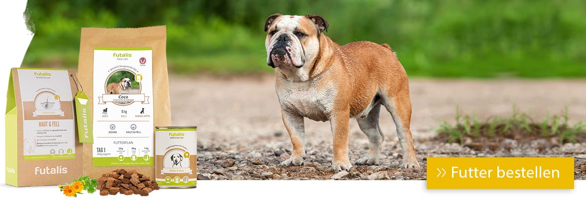 Rassefutter für englische Bulldogge