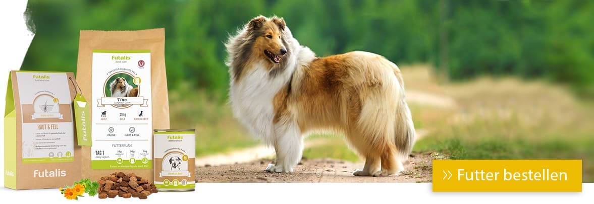 Collie Rassefutter