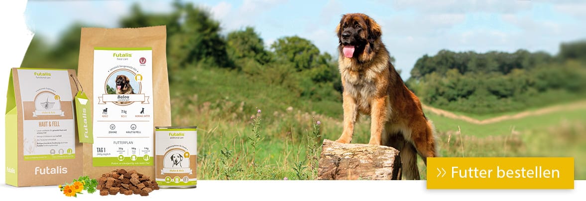 Leonberger Hund Charakter Wesen Der Hunderasse Futalis De