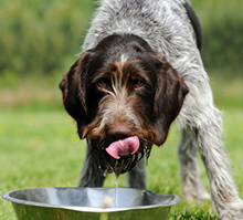 Trinkender Hund