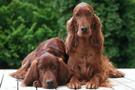 Irish Setter mit glänzendem Fell
