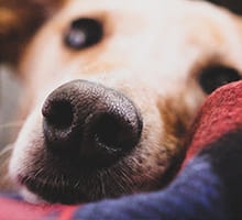 Schlafender Hund