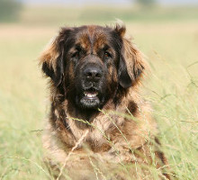 Hund im Feld