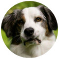 Assistenzhund Matze