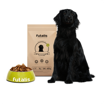 Flat Coated Retriever