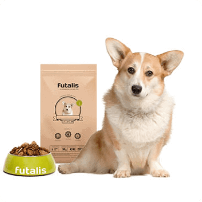 Welsh Corgi