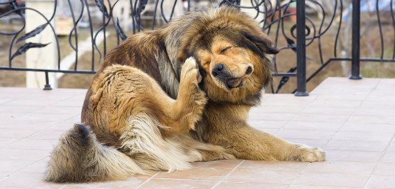 Bestes Hypoallergenes Hundefutter für Allergiker » futalis