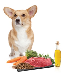 Vitamine für Hunde