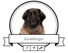 Leonberger
