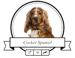 Hunderasse Cocker Spaniel