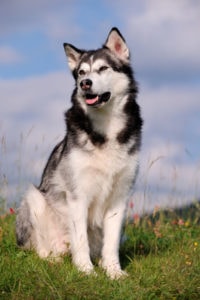 Alaskan Malamute merkmale