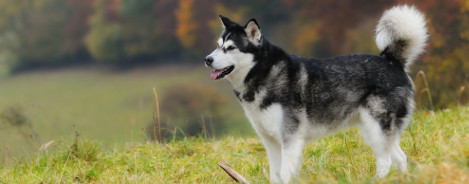 Alaskan Malamute Ernährung
