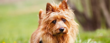Australian Terrier