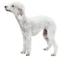 Bedlington Terrier Aktivitäten