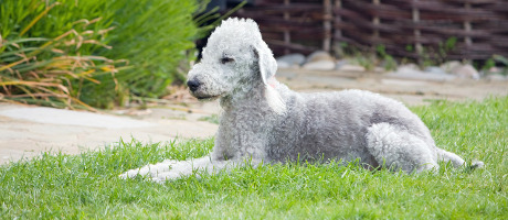 Bedlington Terrier Futter
