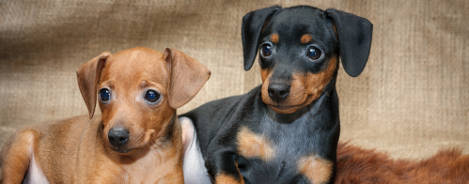 Deutscher Pinscher Welpen