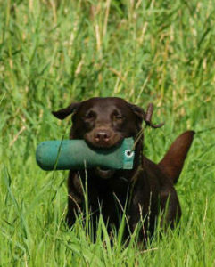 Labrador Retriever Beschäftigung