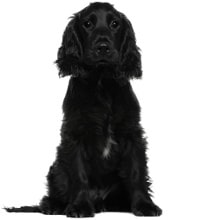 English Cocker Spaniel Futter