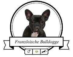 Französische Bulldogge Rassenmerkmale
