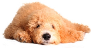 Goldendoodle Designerhund