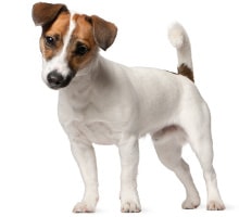 Jack Russell Terrier Rassenmerkmale