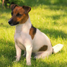 Jack-Russell-Terrier-sitzt-auf-Wiese