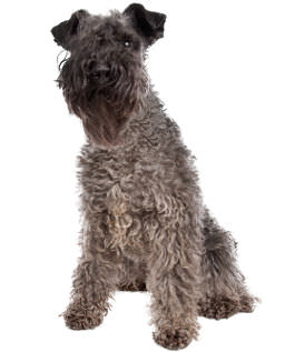 Rasseportrait Kerry Blue Terrier