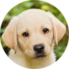 Labrador Retriever Portrait