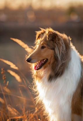 Rassemerkmale Langhaar Collie