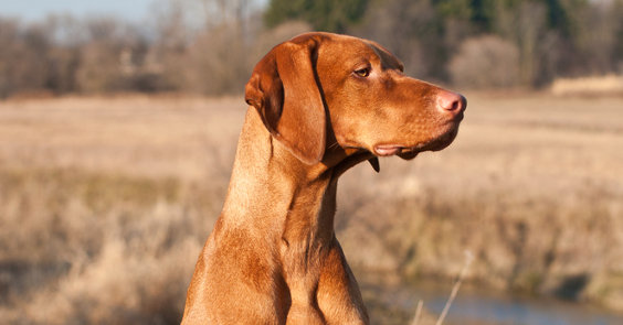 Magyar Vizsla Hundefutter Tipps