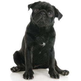 Mops Rassenmerkmale