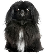 Pekingese Pekinese Hund Hunderasse Wesen Charakter Deko Blechschild Bild B0309