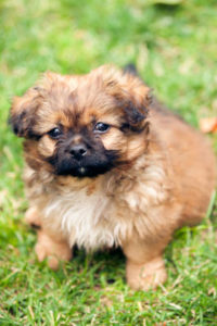 Pekingese