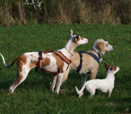 Podenco Wesen