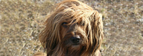 Rasseportrait Tibet Terrier