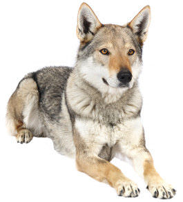 tschechoslowakischer-wolfshund-charakter-wesen