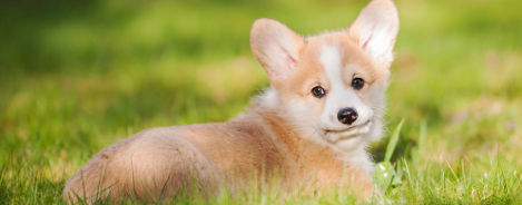 Welsh Corgi Pembroke