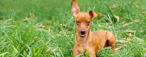 Zwergpinscher Rassenmerkmale