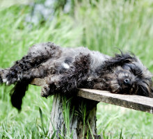 Ernährung älterer Hunde