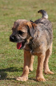 Border Terrier: Charakter, Wesen, Infos Zur Rasse » Futalis.de