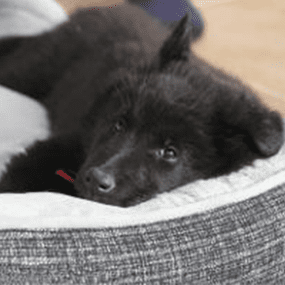 Welpenzubehör: Welpe im Hundebett