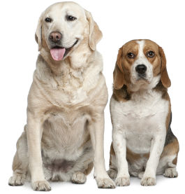 Labrador und Beagle Hundefutter